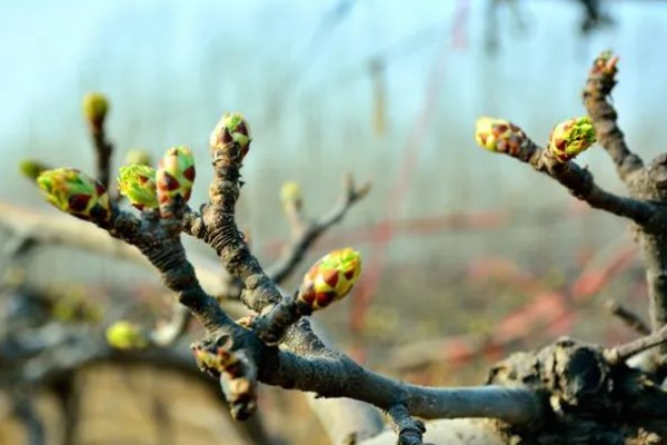 果树春季怎么管理，发芽前刮除老粗皮可降低病虫害的基数