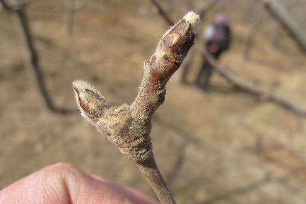 果树春季怎么管理，发芽前刮除老粗皮可降低病虫害的基数