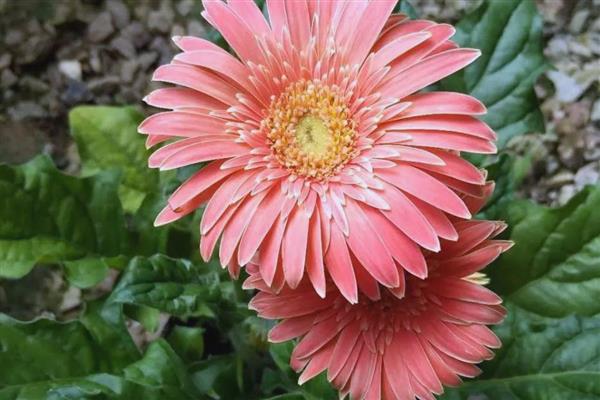 扶郎花的花语，寓意互敬互爱、神秘等