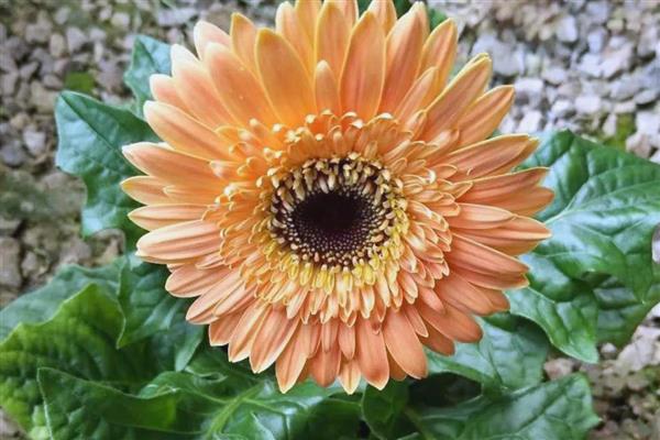 扶郎花的花语，寓意互敬互爱、神秘等