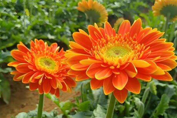 扶郎花的花语，寓意互敬互爱、神秘等