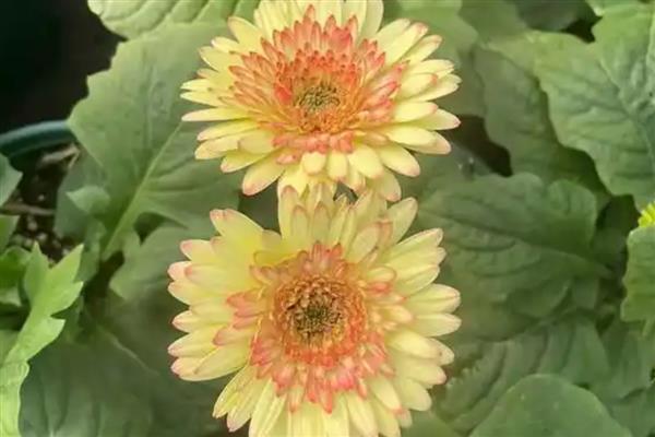 扶郎花的花语，寓意互敬互爱、神秘等