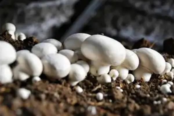 食用菌的实体形态，常见的有伞状子实体、贝壳状子实体等