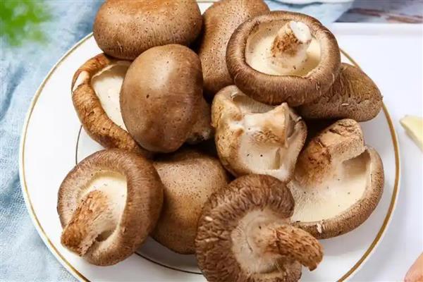 食用菌的实体形态，常见的有伞状子实体、贝壳状子实体等