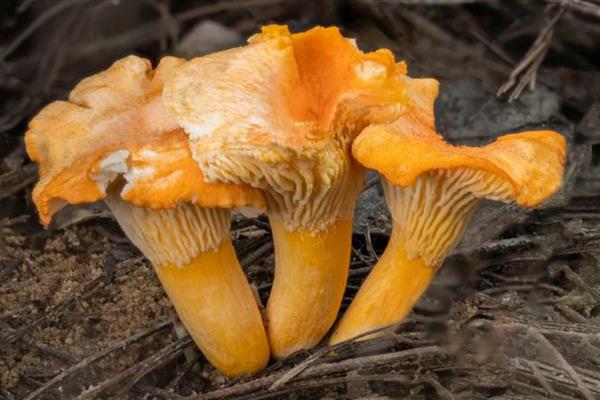 食用菌的实体形态，常见的有伞状子实体、贝壳状子实体等