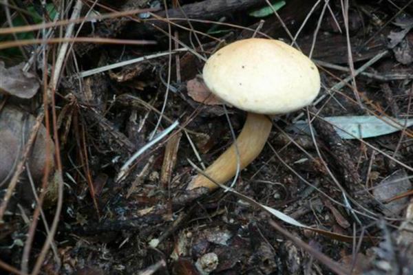 食用菌的实体形态，常见的有伞状子实体、贝壳状子实体等
