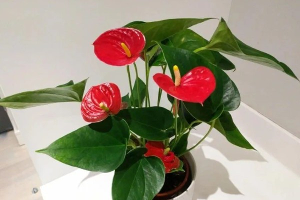 红掌掉叶子怎么处理，可能是浇水不当所致