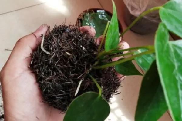 红掌掉叶子怎么处理，可能是浇水不当所致
