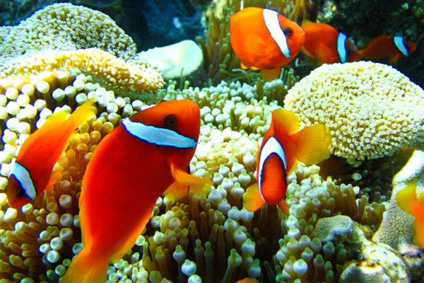 小丑鱼能和蓝魔混养吗，二者可以混养