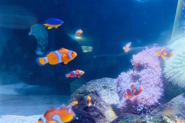 小丑鱼能和蓝魔混养吗，二者可以混养