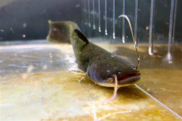 大口鲶鱼吃什么饲料，可投喂小鱼、小虾、底栖生物等