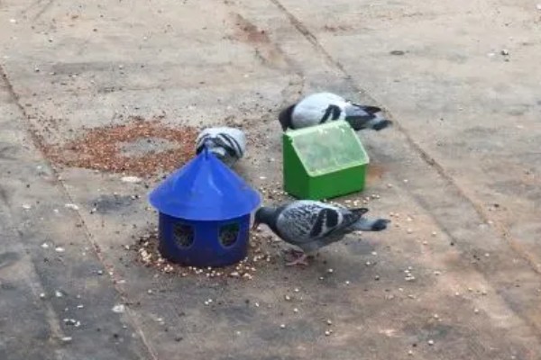 幼鸽何时分棚，满月龄时就可以进行