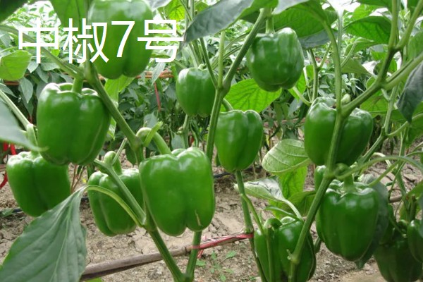 柿子椒的产地，原产地有印度、墨西哥等