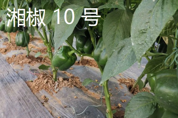柿子椒的产地，原产地有印度、墨西哥等