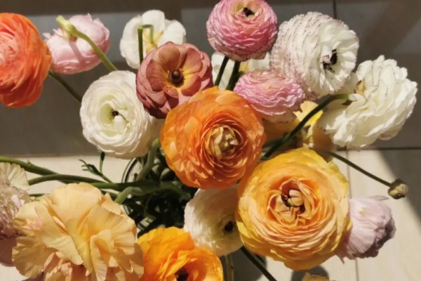 洋牡丹的花语,寓意富贵吉祥、受欢迎等