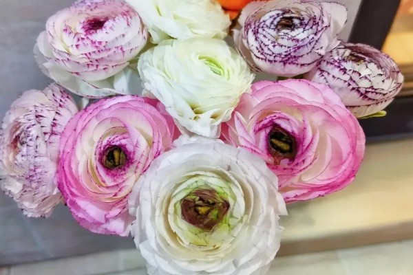 洋牡丹的花语,寓意富贵吉祥、受欢迎等