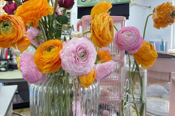 洋牡丹的花语,寓意富贵吉祥、受欢迎等