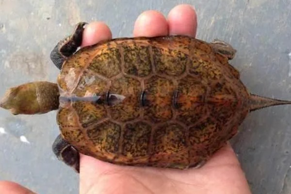 三弦巨型鹰嘴泥龟的寿命，一般会在30-40年之间