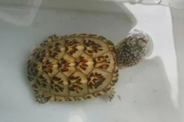 三弦巨型鹰嘴泥龟的寿命，一般会在30-40年之间