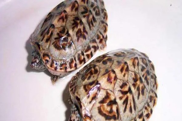 三弦巨型鹰嘴泥龟的寿命，一般会在30-40年之间