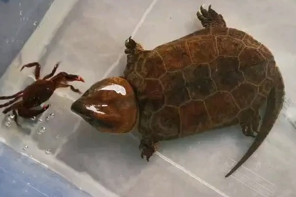 三弦巨型鹰嘴泥龟的寿命，一般会在30-40年之间