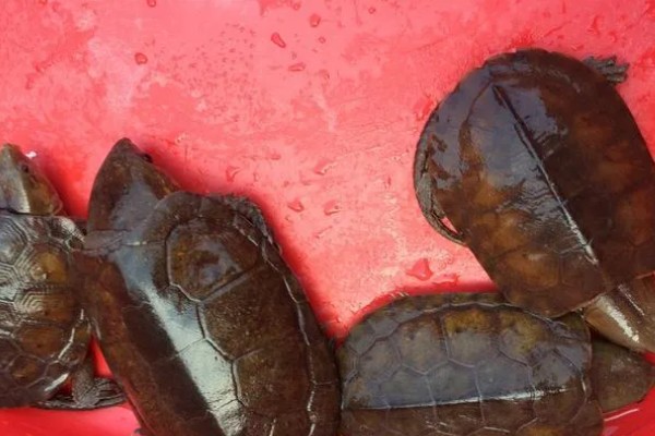 三弦巨型鹰嘴泥龟的寿命，一般会在30-40年之间