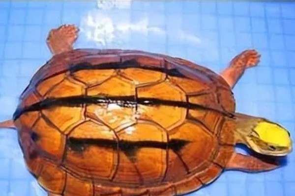 三弦巨型鹰嘴泥龟的寿命，一般会在30-40年之间