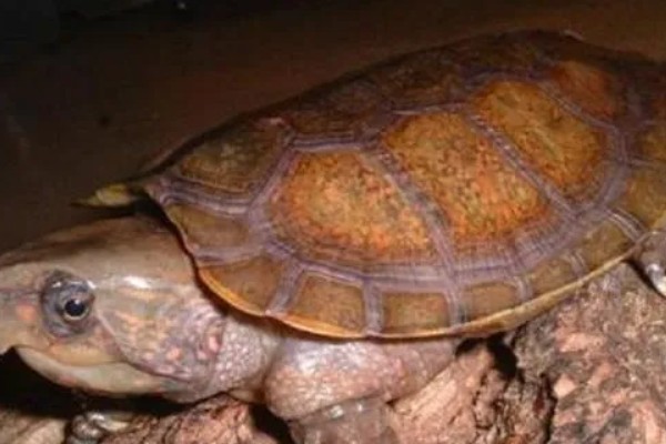 三弦巨型鹰嘴泥龟的寿命，一般会在30-40年之间