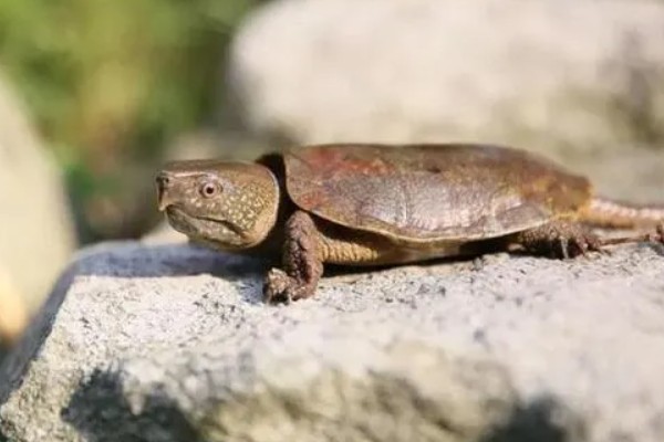 三弦巨型鹰嘴泥龟的寿命，一般会在30-40年之间