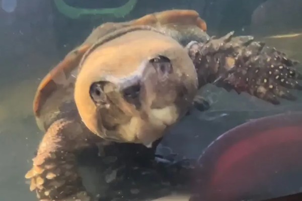 三弦巨型鹰嘴泥龟的寿命，一般会在30-40年之间