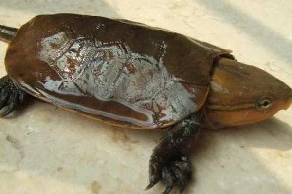 三弦巨型鹰嘴泥龟的寿命，一般会在30-40年之间