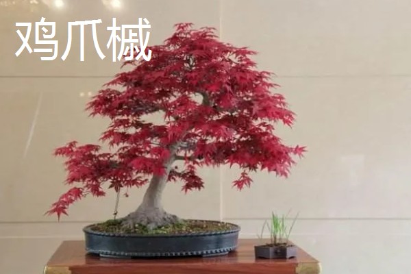 鸡爪槭的浇水方法，春秋两季每隔2-3天浇一次水