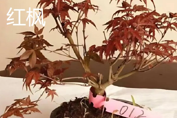 鸡爪槭的浇水方法，春秋两季每隔2-3天浇一次水
