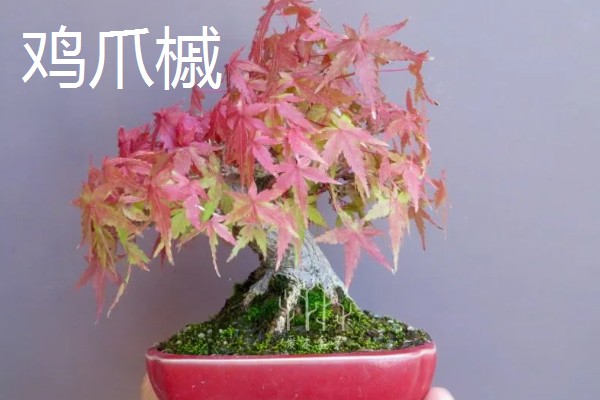 鸡爪槭的浇水方法，春秋两季每隔2-3天浇一次水