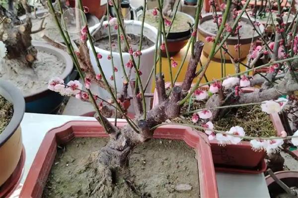 梅花盆景如何养殖，放置在采光较好的地方养护