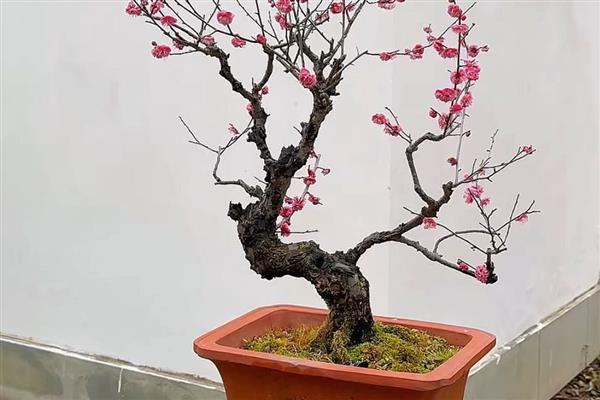 梅花盆景如何养殖，放置在采光较好的地方养护