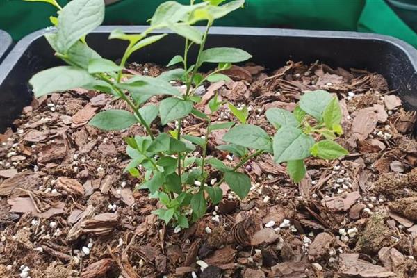 什么时候栽种蓝莓苗,3-4月份气候凉爽适合种植