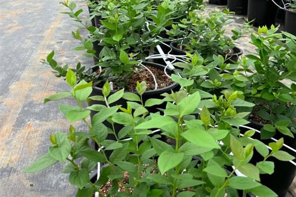 什么时候栽种蓝莓苗,3-4月份气候凉爽适合种植