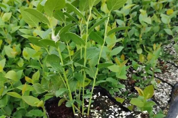 什么时候栽种蓝莓苗,3-4月份气候凉爽适合种植