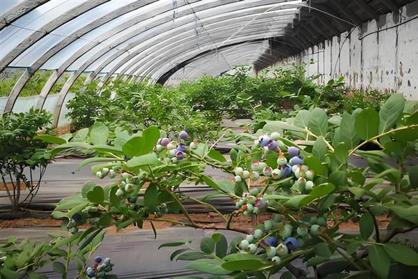 什么时候栽种蓝莓苗,3-4月份气候凉爽适合种植