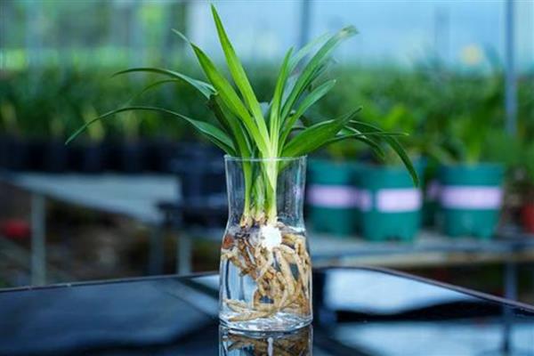 兰花能水培吗，兰花可以用水培