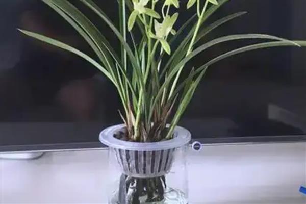 兰花能水培吗，兰花可以用水培