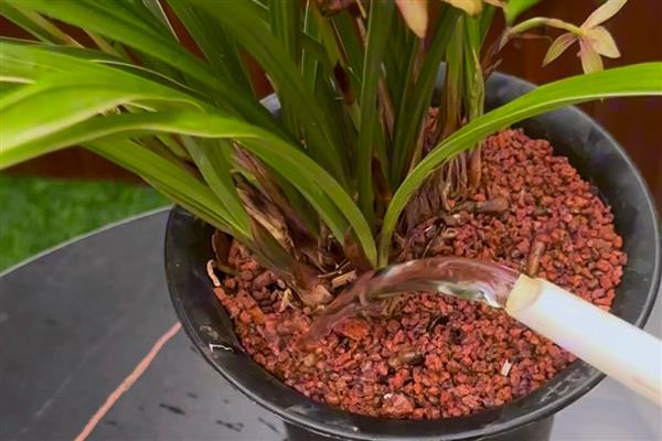 兰花能水培吗，兰花可以用水培