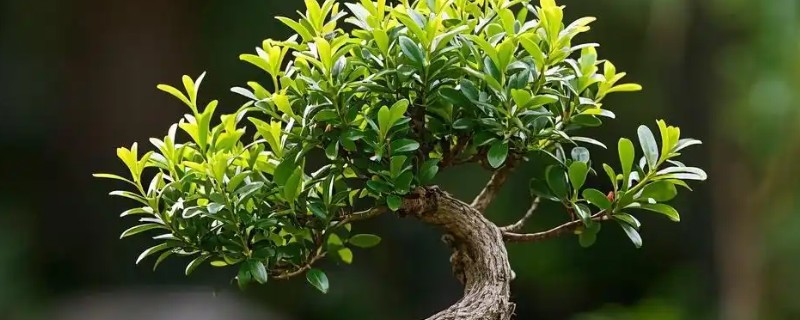 赤楠盆景的修剪方法，3-8月份均可进行