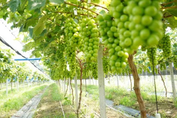 青提的种植方式,栽种后需要定期为植株松土