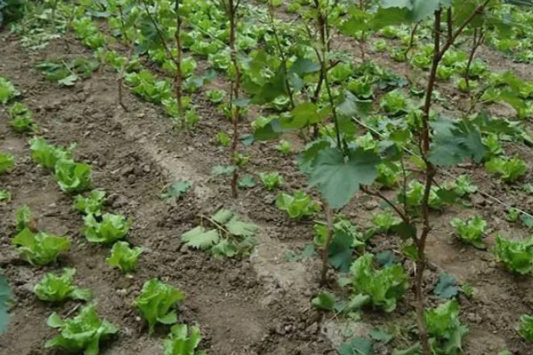 青提的种植方式,栽种后需要定期为植株松土
