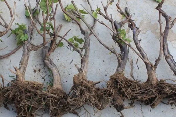 青提的种植方式,栽种后需要定期为植株松土