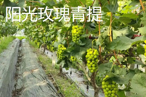 青提的种植方式,栽种后需要定期为植株松土