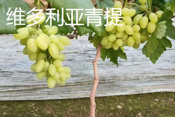 青提的种植方式,栽种后需要定期为植株松土