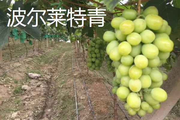 青提的种植方式,栽种后需要定期为植株松土